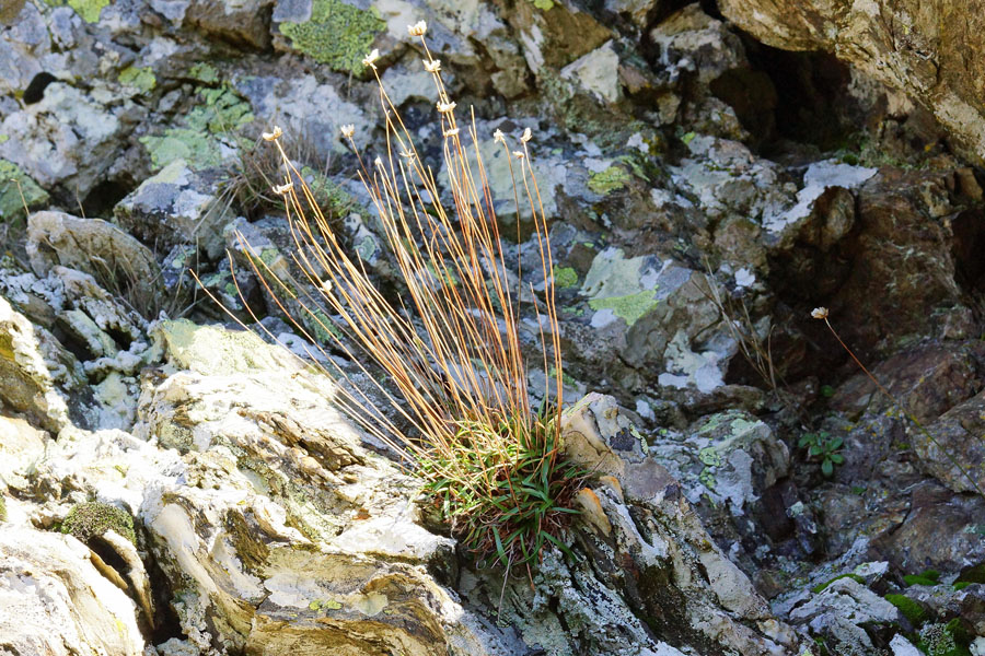 Armeria sardoa / Spillone di Sardegna